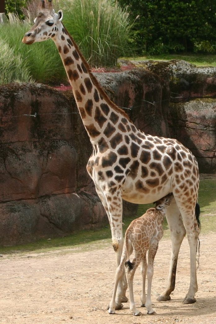 animal themes, animals in the wild, wildlife, safari animals, animal markings, giraffe, zebra, mammal, one animal, standing, herbivorous, striped, zoo, natural pattern, side view, two animals, field, full length, leopard, zoology