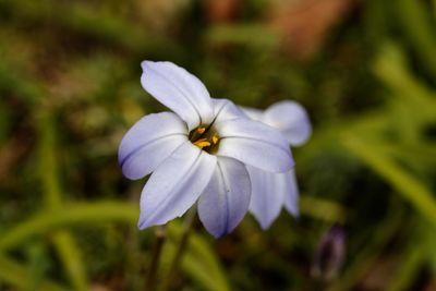 Close-up of purple flowering plant
