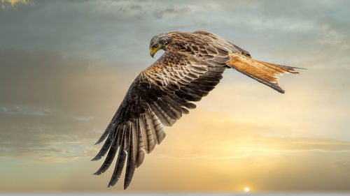 Close-up of red kite flying against sky during sunset