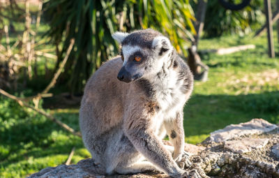 Close up of a ring tailed lemur on the roof