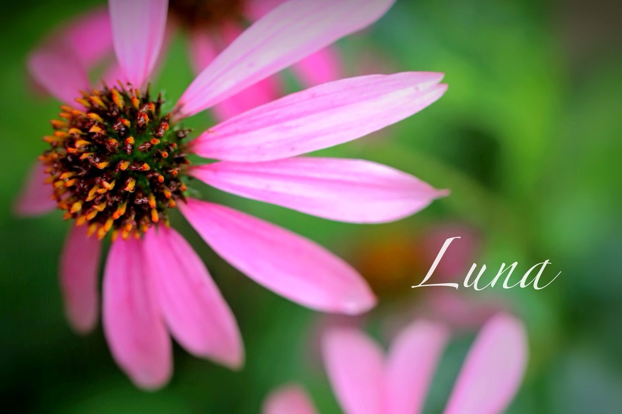 flower, petal, freshness, fragility, flower head, focus on foreground, close-up, pink color, beauty in nature, growth, nature, blooming, selective focus, plant, pink, day, outdoors, pollen, no people, stamen