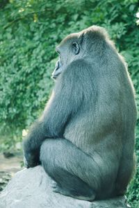 Close-up of gorilla sitting outdoors
