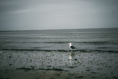 Seagull on beach