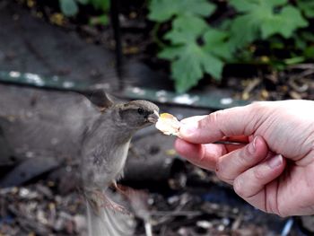 Close-up of person hand feeding sparrow against blurred background