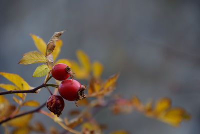 Close-up of berries growing on tree