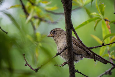 Bird perching on a tree