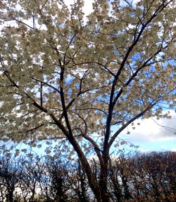 Low angle view of flower tree against sky