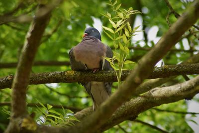 Low angle view of bird perching on tree