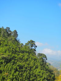 Scenic view of trees against clear blue sky