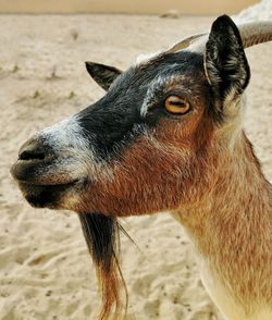 Close-up of goat