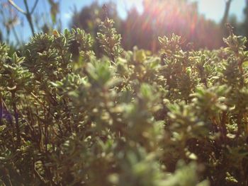 Close-up of plants against blurred background