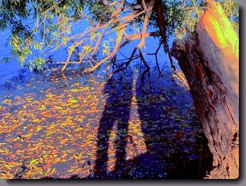 Trees growing in sunlight