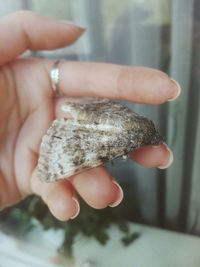 Close-up of cropped hand