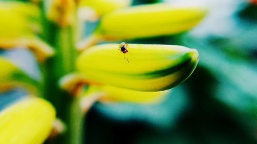 Close-up of bee on yellow flower