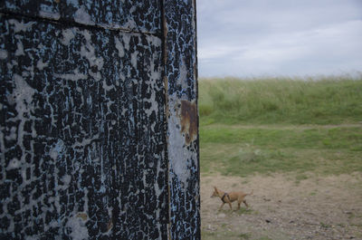 Close-up of farm against sky