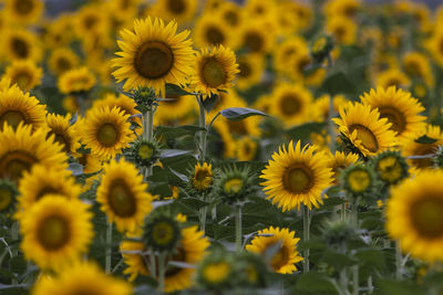 Close-up of yellow flowering plants on field