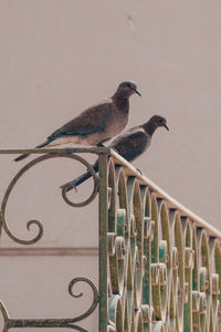 Close-up of bird perching outdoors