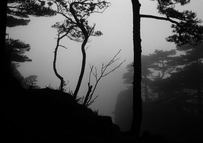 Silhouette trees by plants in forest against sky