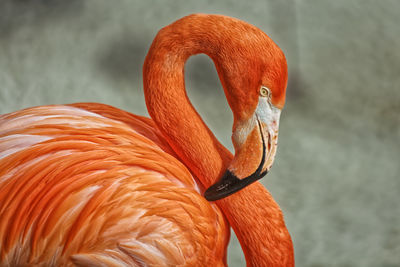 Close-up of swan in lake