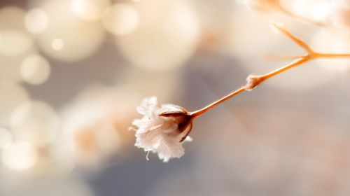 Close-up of white flowering plant