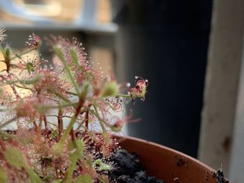 Close-up of insect on flower