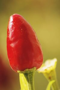 Close-up of red fruit