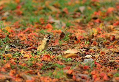 Bird perching on a field