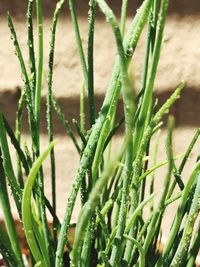 Close-up of fresh green plant