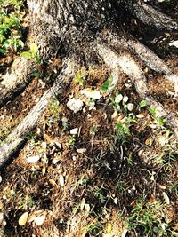 Plants growing in pond