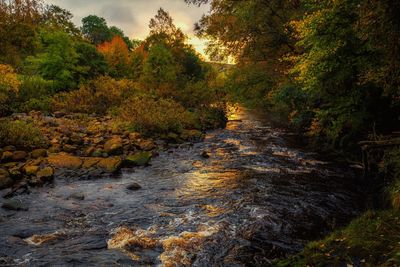 Stream amidst trees in forest