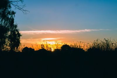 Silhouette trees against sky during sunset