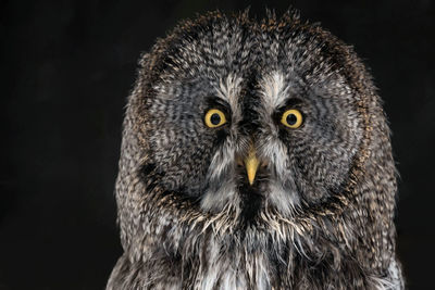 Close up of great grey owl face