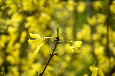 Flowering forsythia in springtime. branch with yellow flowers forsythia on blurred background.