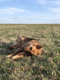 Lizard on a field