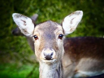 Close-up of deer