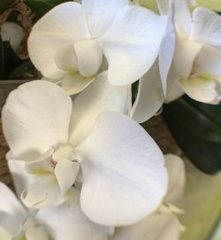 Close-up of white flowering plant