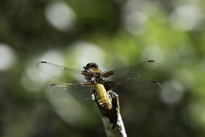 Close-up of dragonfly on twig