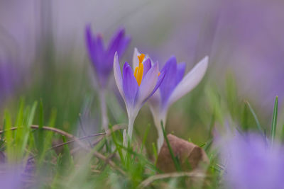 Close-up of purple crocus flowers on field