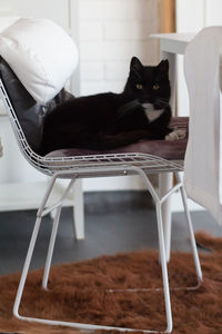 Cat sitting on chair at home