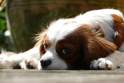 Close-up of dog resting