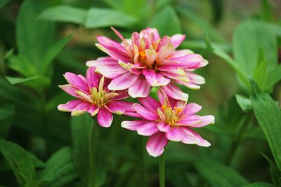 Close-up of pink flowering plant