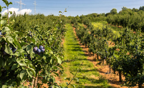 Fresh ripe blue violet plums on the branch in orchard on a beautiful summer day in western germany.