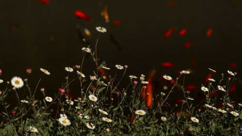 Close-up of red flowering plants on field