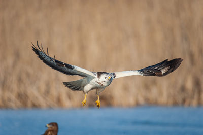 Bird flying over a water