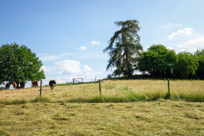 Trees on field against sky