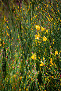 Close-up of yellow flowering plants