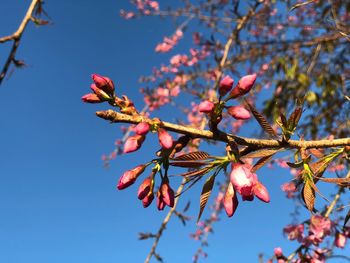 Low angle view of cherry blossom against blue sky