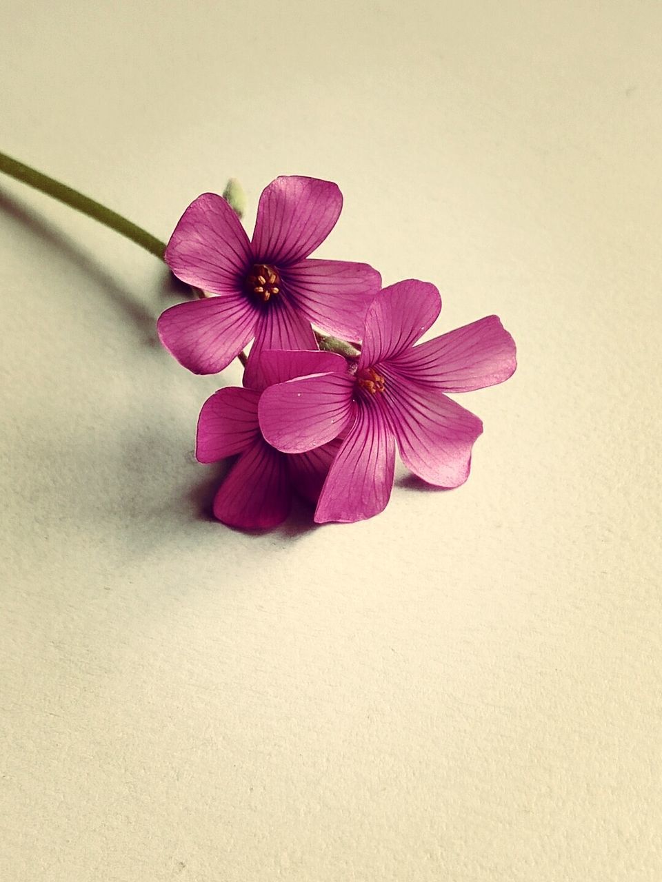 flowering plant, flower, plant, freshness, petal, inflorescence, fragility, flower head, vulnerability, beauty in nature, close-up, indoors, no people, pink color, nature, purple, wall - building feature, studio shot, copy space