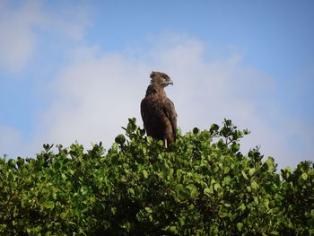 Low angle view of eagle perching on a tree