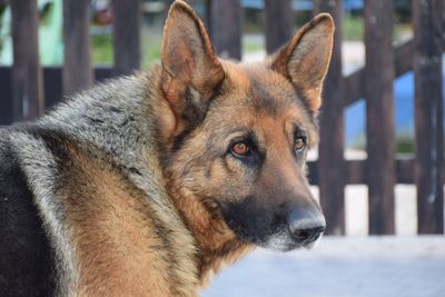 Close-up of german shepherd in back yard